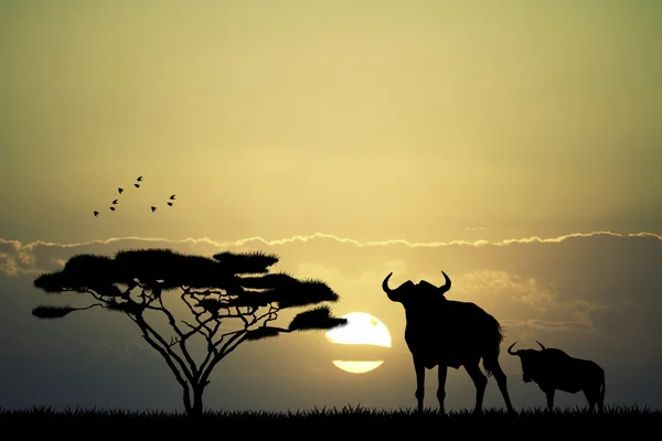 Gün batımında wildebeest — Stok fotoğraf