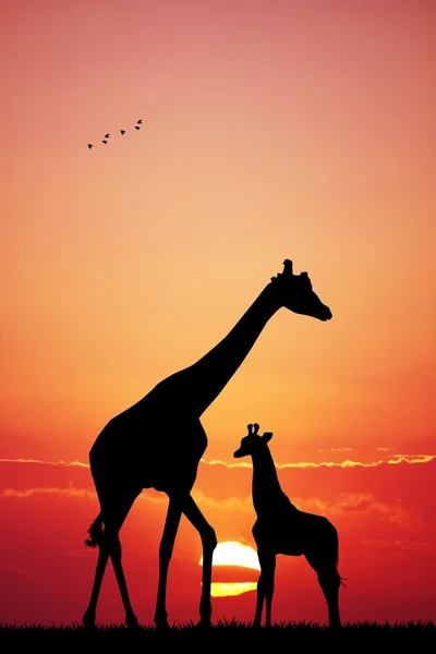 Gün batımında zürafa — Stok fotoğraf