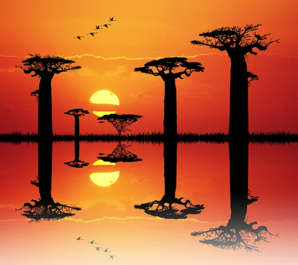 Baobab při západu slunce — Stock fotografie