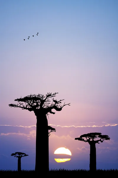 Gün batımında Baobab — Stok fotoğraf