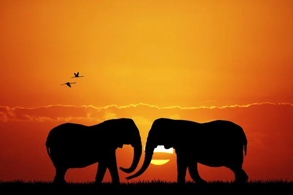 Ελέφαντες στο ηλιοβασίλεμα — Φωτογραφία Αρχείου