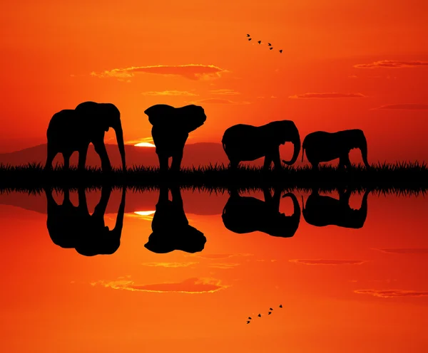 Éléphants au coucher du soleil — Photo