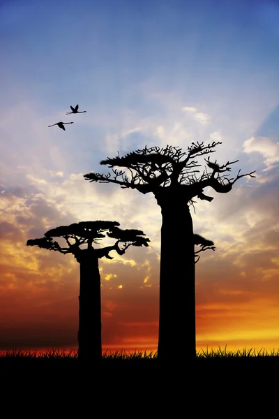 Baobab bei Sonnenuntergang — Stockfoto