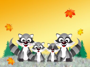 Family of racoons