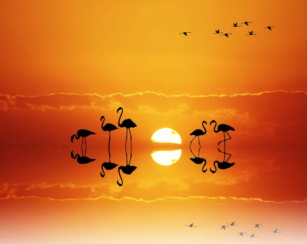 Flamants roses au coucher du soleil — Photo