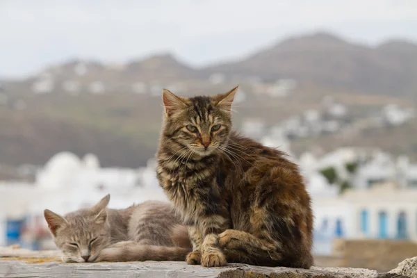 Çatıda kedi — Stok fotoğraf