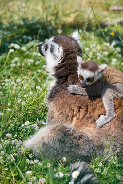Lemur i dziecko lemur — Zdjęcie stockowe