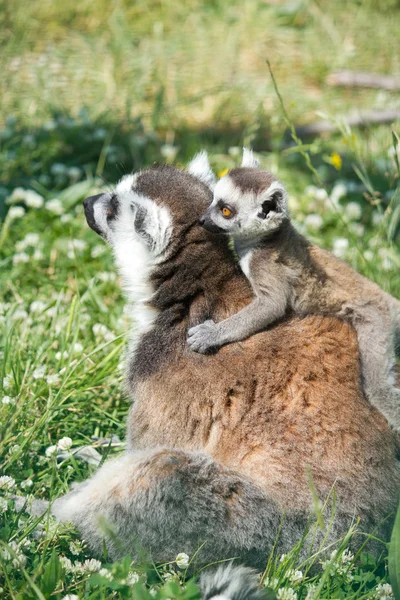 Lemur i dziecko lemur — Zdjęcie stockowe