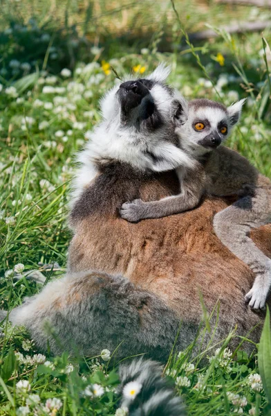 Lemur i dziecko lemur — Zdjęcie stockowe