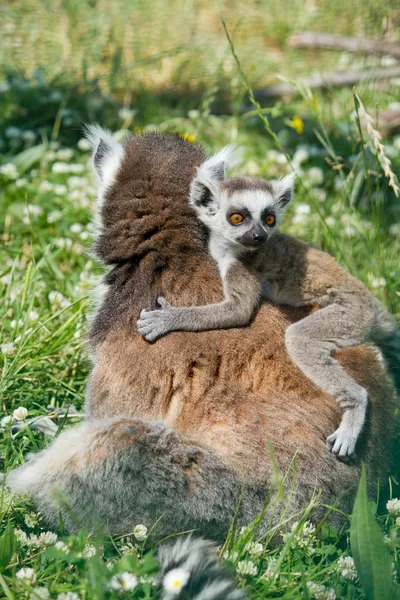 Lemur en baby lemur — Stockfoto