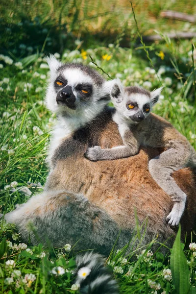 Lemur en baby lemur — Stockfoto