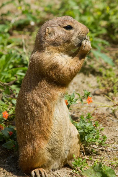 Marmot — Stockfoto