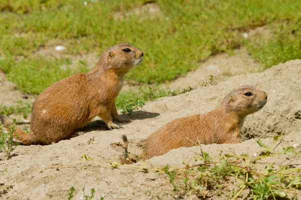 Marmotten — Stockfoto