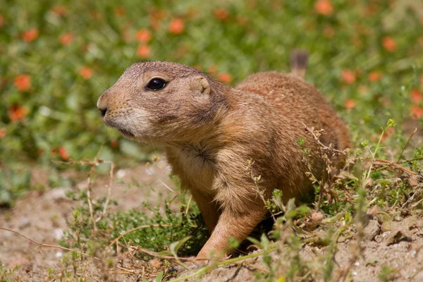 Marmota — Fotografia de Stock