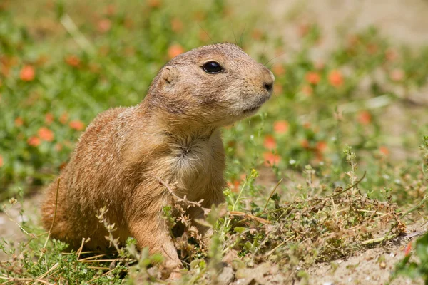 Marmot — Stockfoto