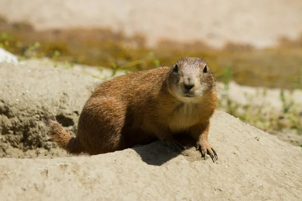 Marmot — Stockfoto