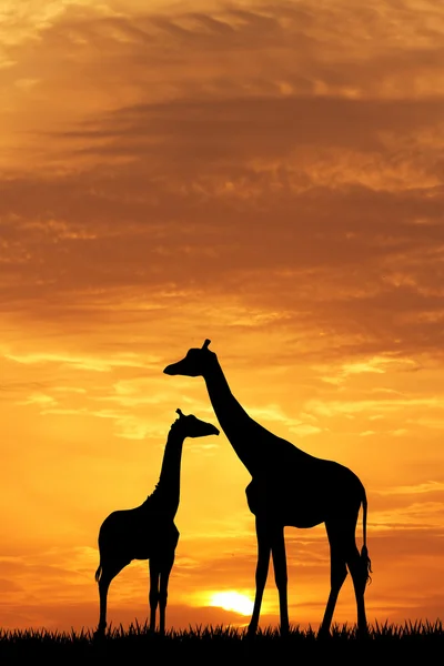 Girafe au coucher du soleil — Photo