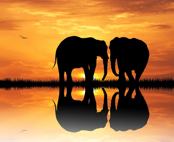 Elephant at sunset — Stock Photo, Image