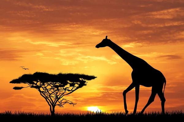 Girafa ao pôr do sol — Fotografia de Stock