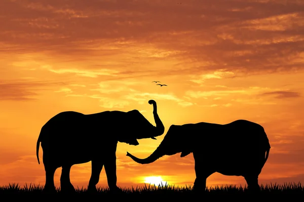 Слон на закате — стоковое фото