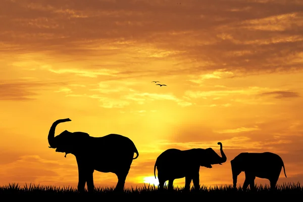 Elefant bei Sonnenuntergang — Stockfoto