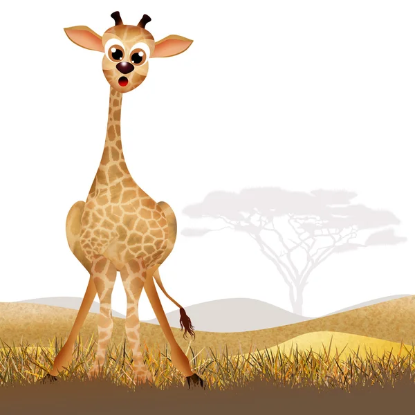 Giraffe — Stock Photo, Image