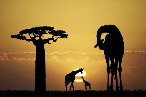 Giraffe at sunset