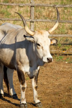 maremma içinde inek