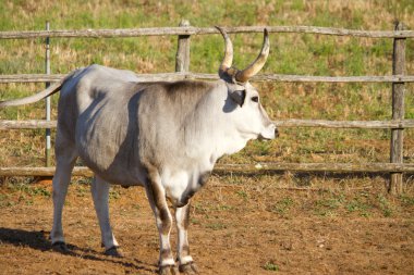 maremma içinde inek