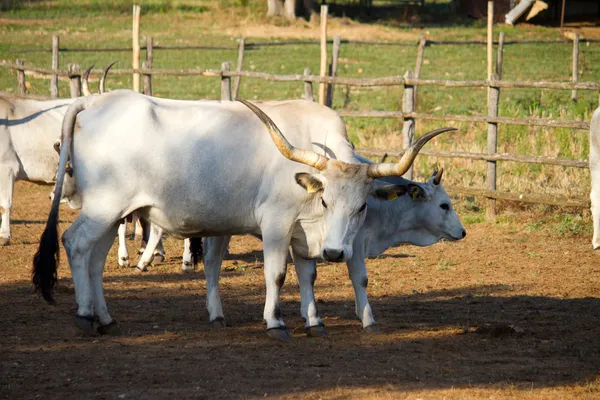 Krávy v maremma — Stock fotografie