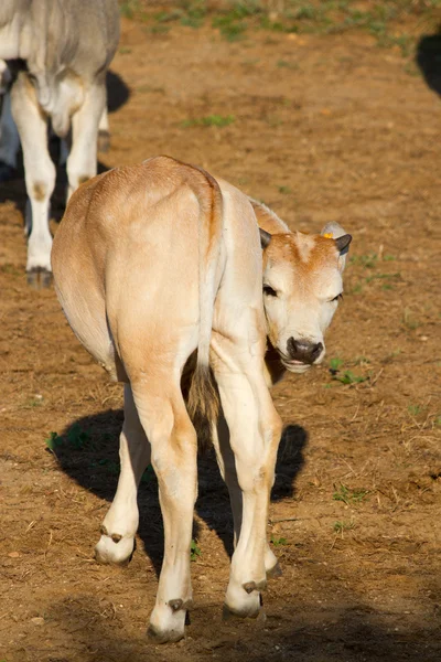 Krávy v maremma — Stock fotografie