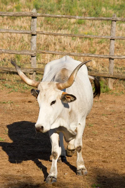 Maremma içinde inek — Stok fotoğraf