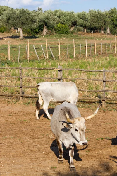 Cows in Maremma — Stock Photo, Image