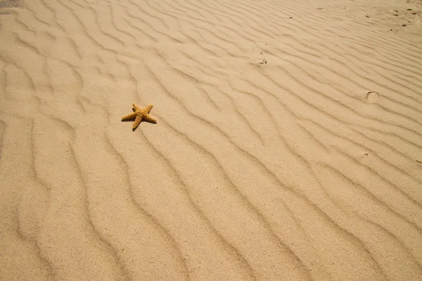 Sjöstjärna på sand — Stockfoto