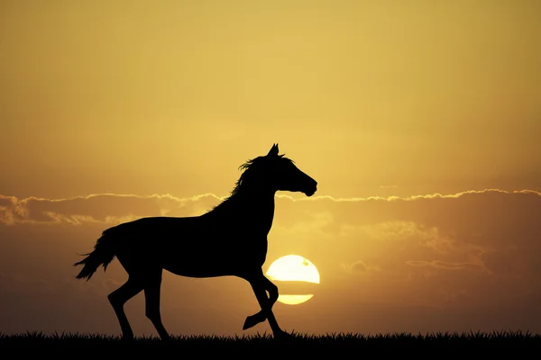 Скачущая лошадь — стоковое фото