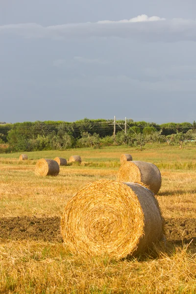 Campo de feno — Fotografia de Stock