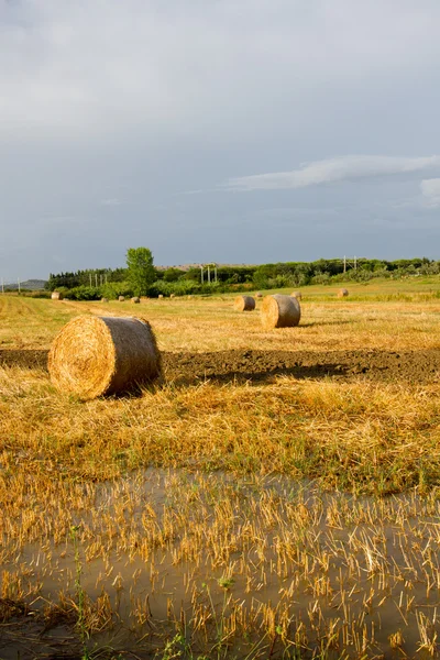 Hay field — Stok Foto
