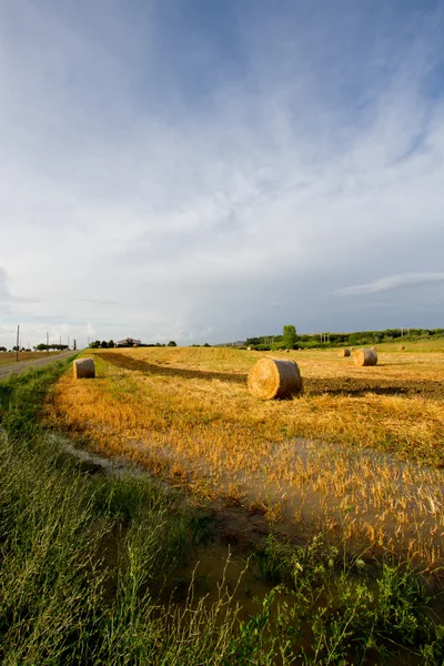 Campo de feno — Fotografia de Stock