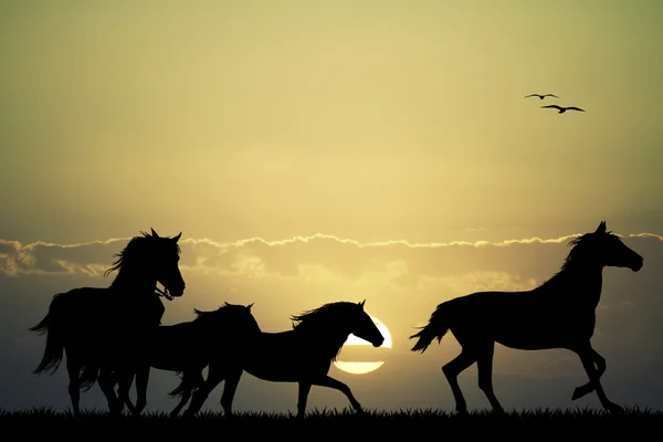 Günbatımı dörtnala Foals — Stok fotoğraf