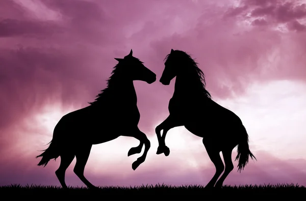 Konie w miłości — Zdjęcie stockowe