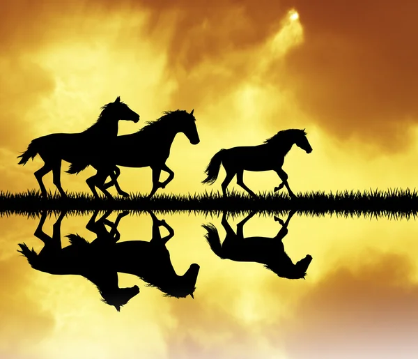 Cavalos galopantes — Fotografia de Stock