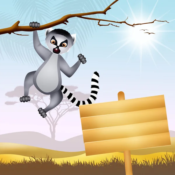 Lemur — Stok fotoğraf