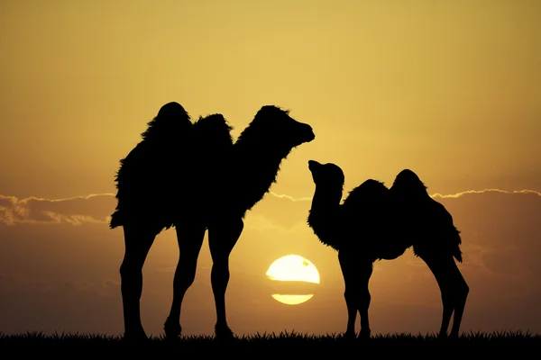 Camelos ao pôr do sol — Fotografia de Stock