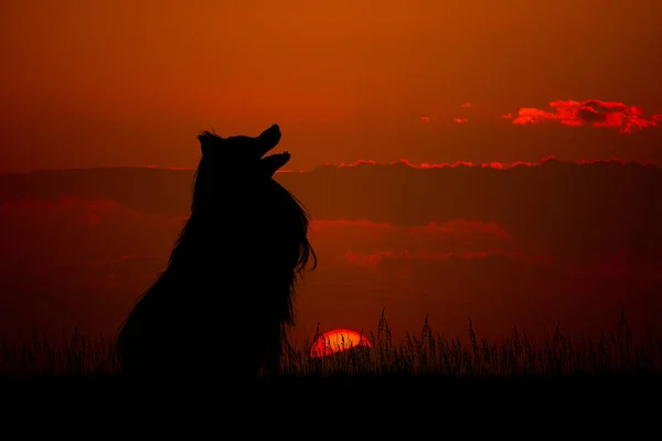 夕暮れ時の犬のシルエット — ストック写真