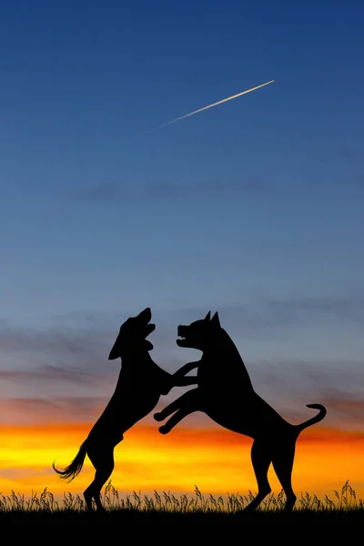 Ilustração Dogfight Silhueta Por Sol — Fotografia de Stock