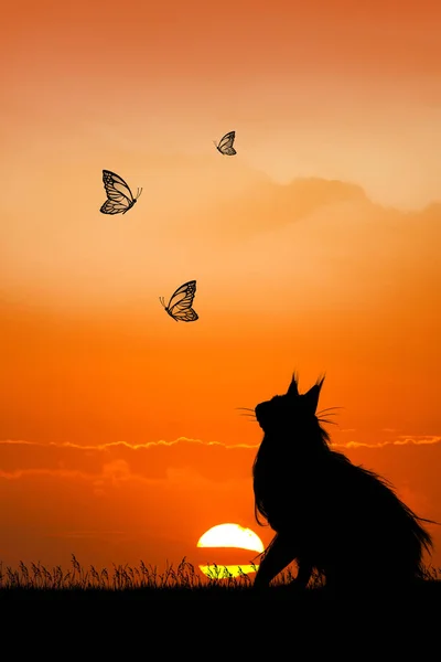 Illustration Chat Regardant Les Papillons Coucher Soleil — Photo