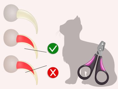 Bir kedinin tırnaklarını nasıl keseceğini.