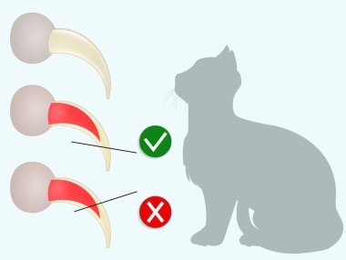 Bir kedinin tırnaklarını nasıl keseceğini.