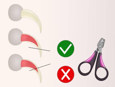 Bir kedinin tırnaklarını nasıl keseceğini.