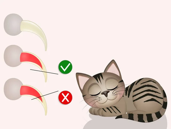 illustration of how to cut a cat's nails